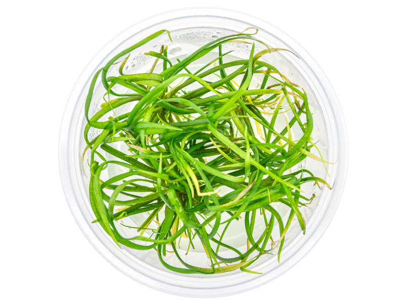 Zwergschwertpflanze - Helanthium tenellum ´Red´ in vitro